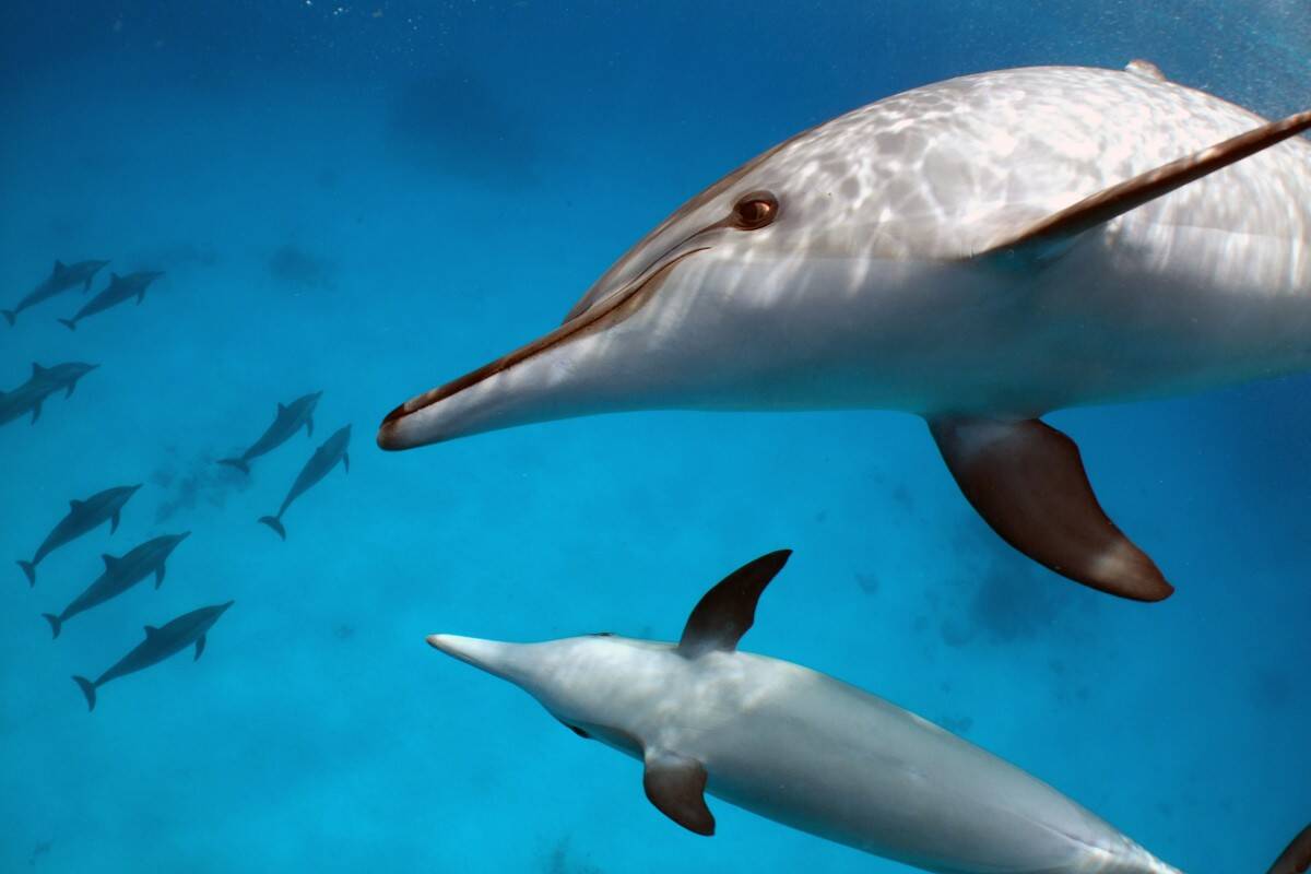 Wild dolphins at Sataya