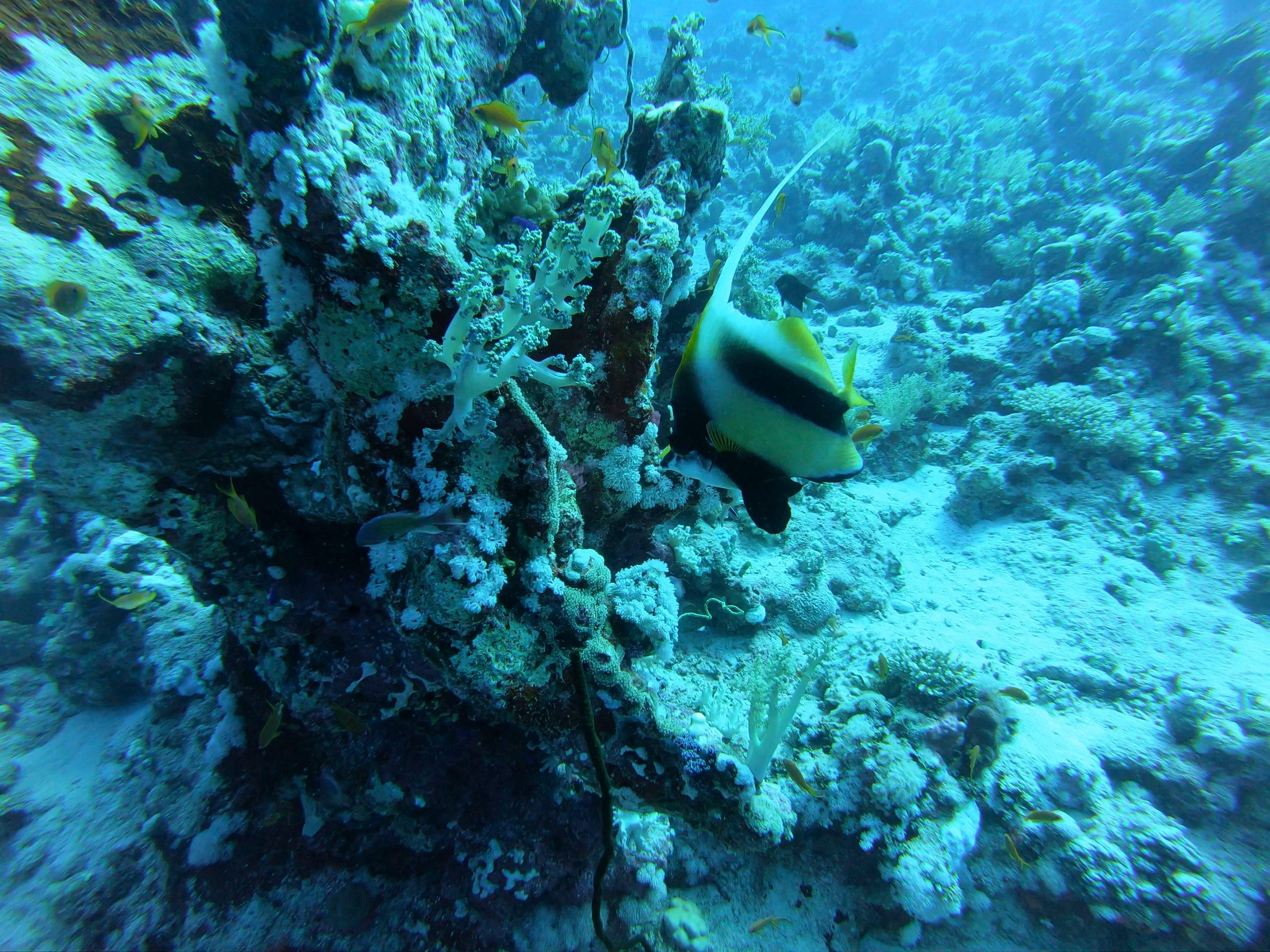 Red Sea diving expedition atmosphere