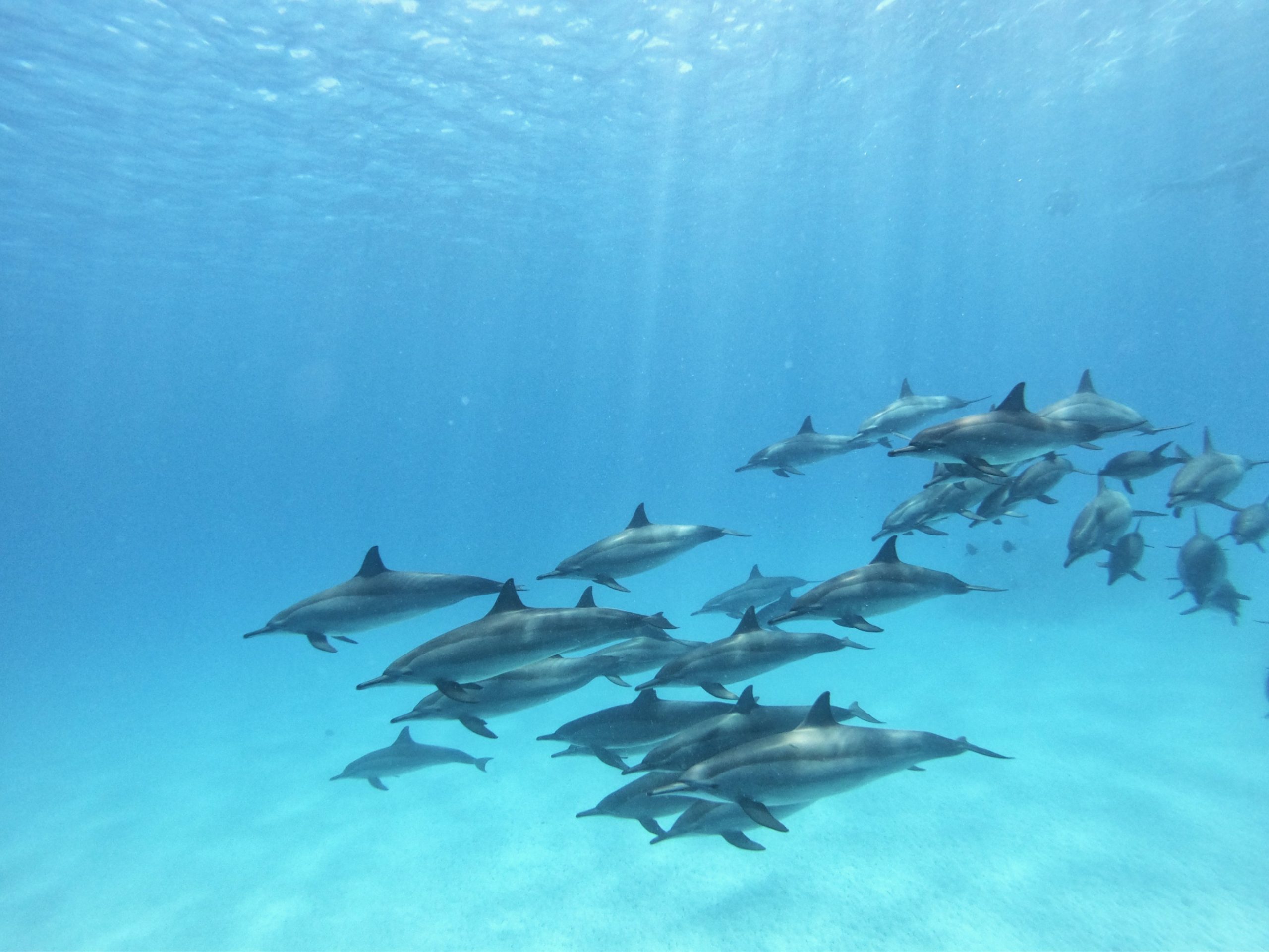 Wild dolphins at Sataya
