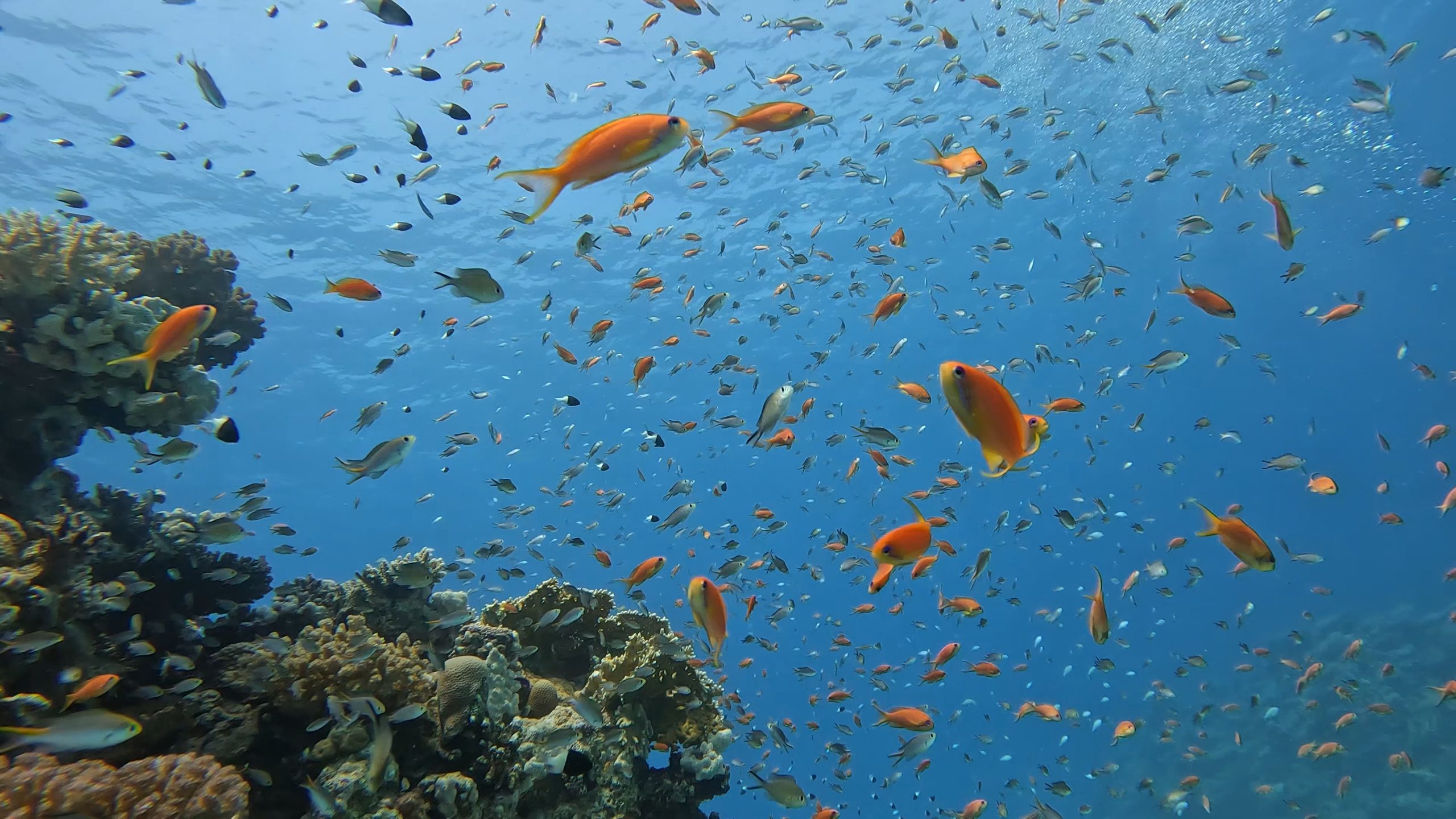 Diving in the Red Sea